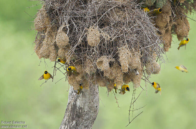 Tisserin intermédiaire, habitat, Nidification, Comportement