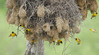 Lesser Masked Weaver