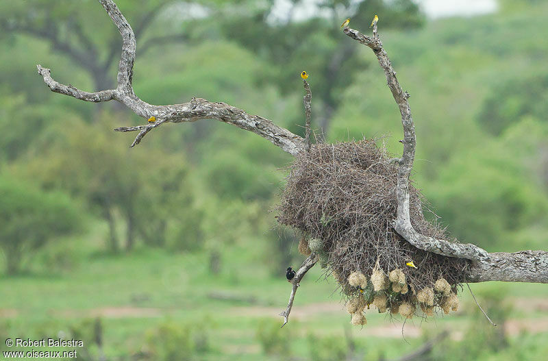 Lesser Masked Weaver