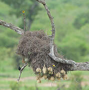 Lesser Masked Weaver