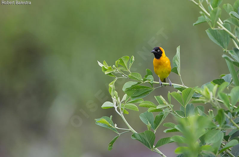 Lesser Masked Weaver