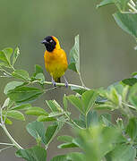 Lesser Masked Weaver