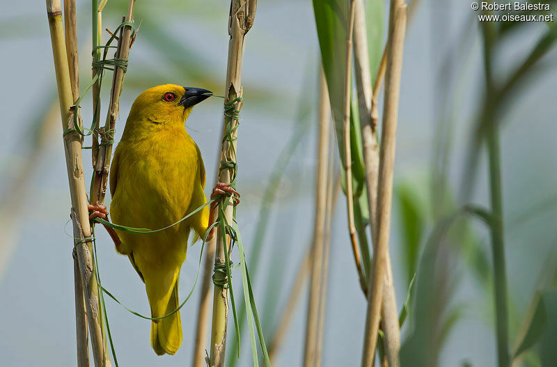 Eastern Golden Weaver male adult