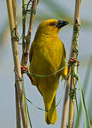 Eastern Golden Weaver