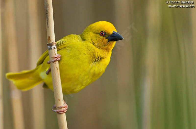 Tisserin jaune mâle adulte