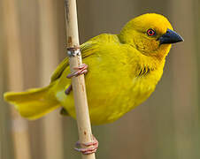 Eastern Golden Weaver