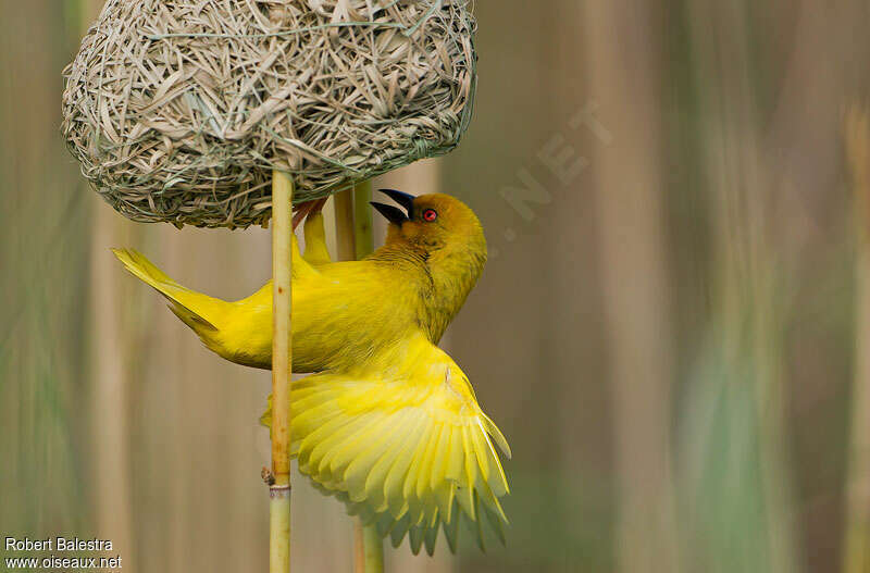 Eastern Golden Weaver male adult breeding, pigmentation, Reproduction-nesting