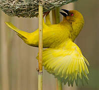 Eastern Golden Weaver