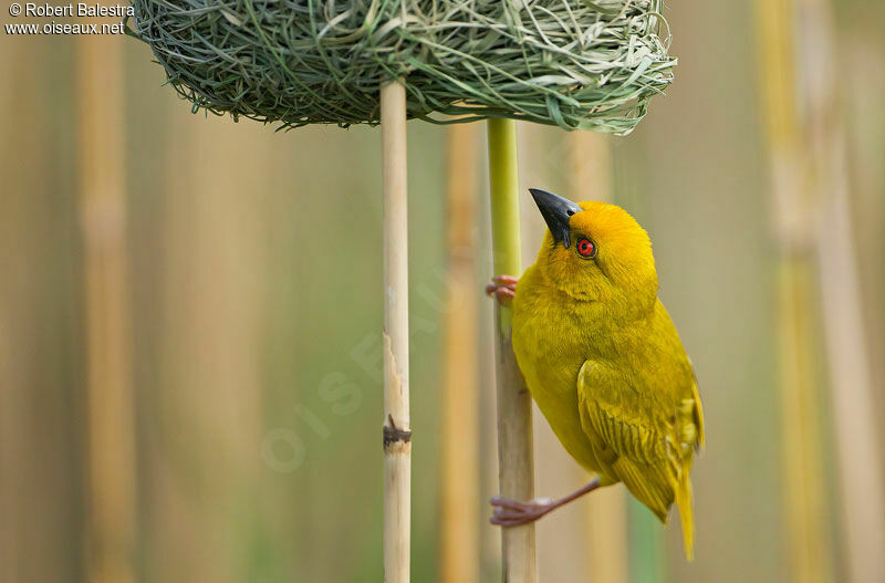 Tisserin jaune mâle adulte