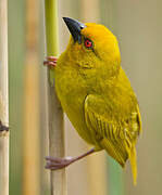 Eastern Golden Weaver