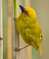 Tisserin jaune