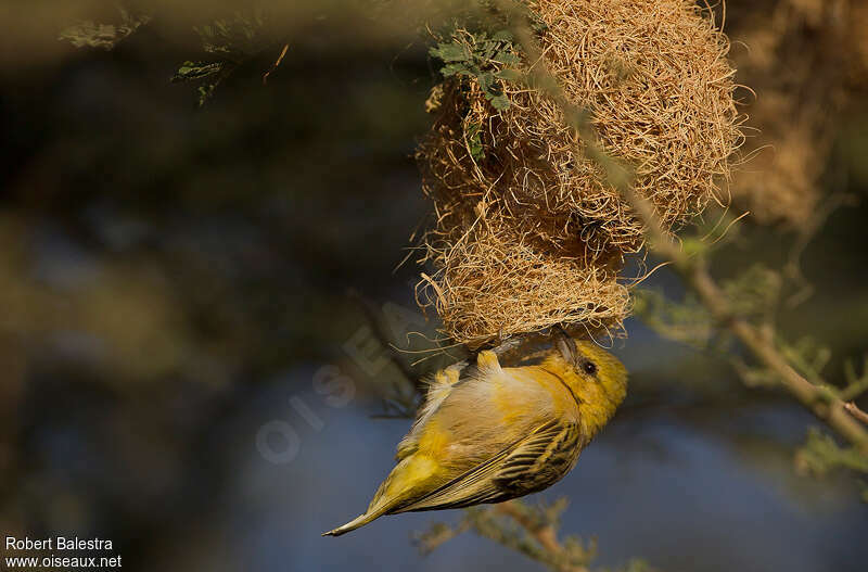 Little Weaver female adult breeding, pigmentation, Reproduction-nesting