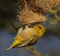 Little Weaver