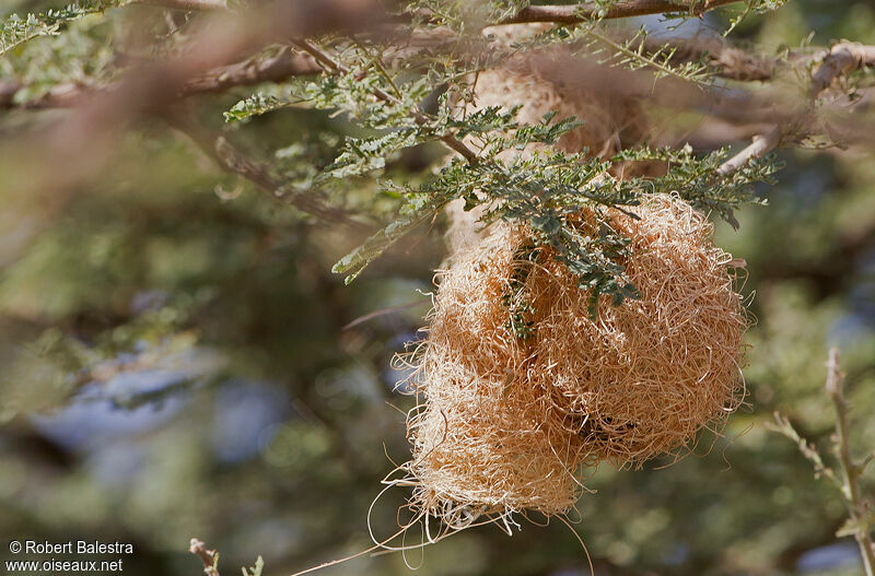 Little Weaver