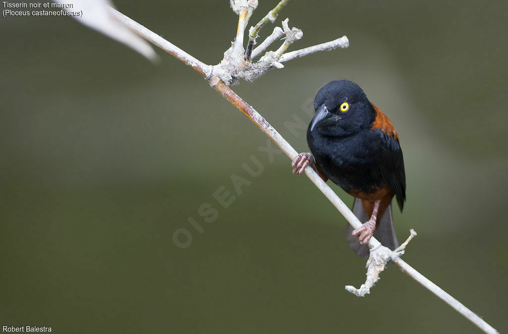 Tisserin noir et marron