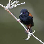 Chestnut-and-black Weaver