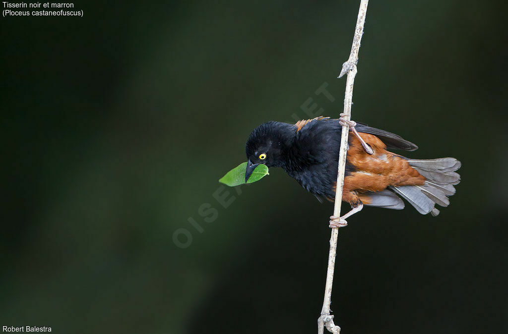 Tisserin noir et marron