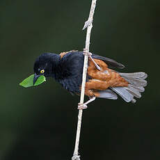 Tisserin noir et marron