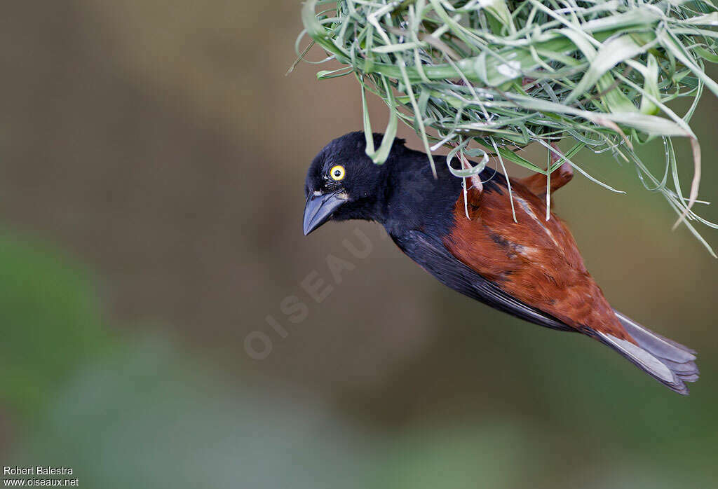 Chestnut-and-black Weaver male adult, close-up portrait