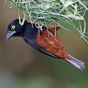 Chestnut-and-black Weaver