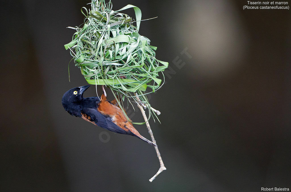 Chestnut-and-black Weaver male adult breeding, pigmentation, Reproduction-nesting