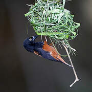 Chestnut-and-black Weaver