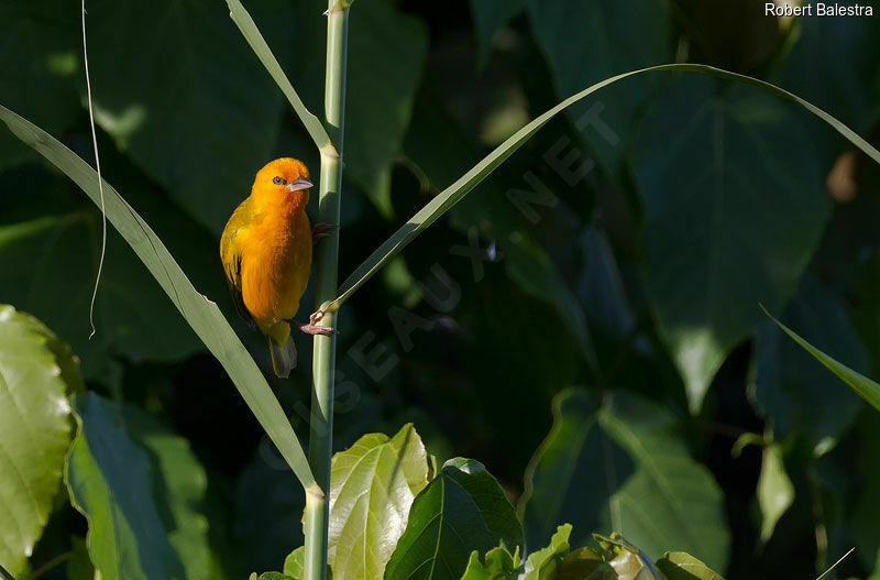 Orange Weaver