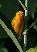 Orange Weaver