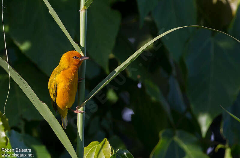 Orange Weaver male adult breeding, habitat, pigmentation