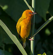 Orange Weaver