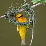 Orange Weaver