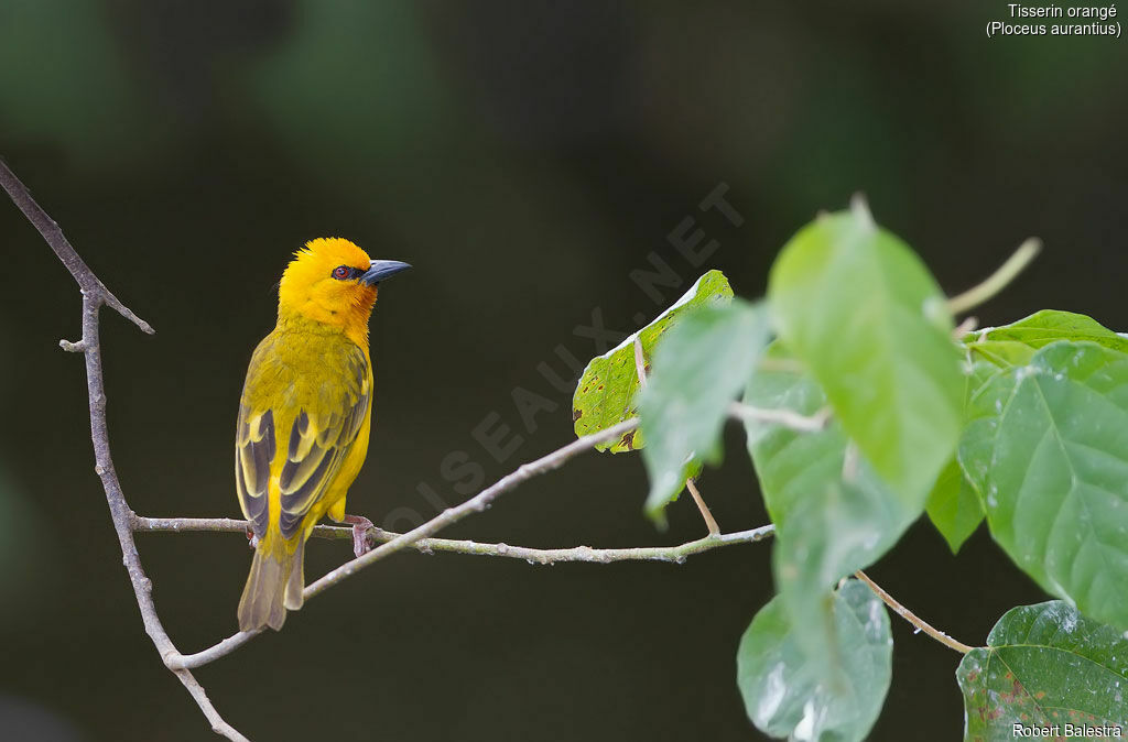 Orange Weaver