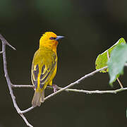 Orange Weaver