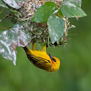 Orange Weaver