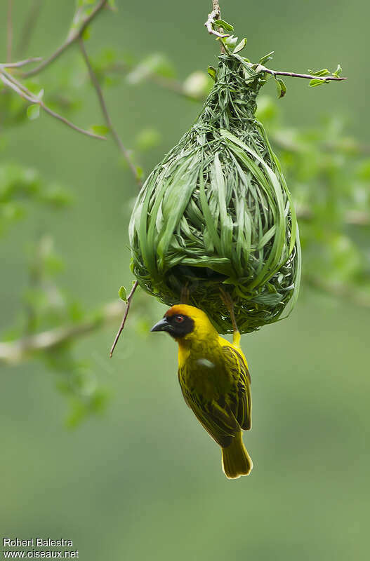 Vitelline Masked Weaver male adult breeding, Reproduction-nesting