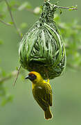 Vitelline Masked Weaver