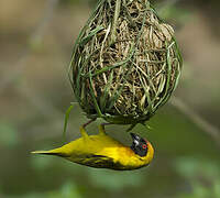 Vitelline Masked Weaver