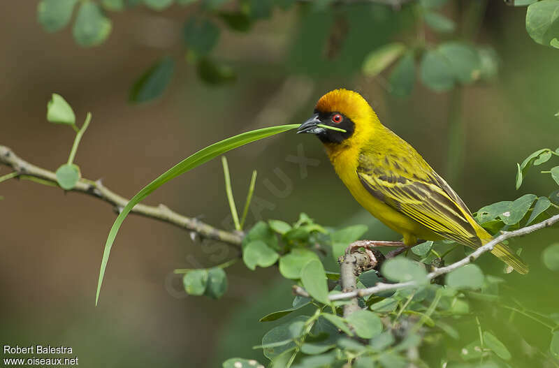 Vitelline Masked Weaver male adult breeding, pigmentation, Reproduction-nesting