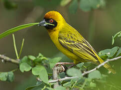 Vitelline Masked Weaver