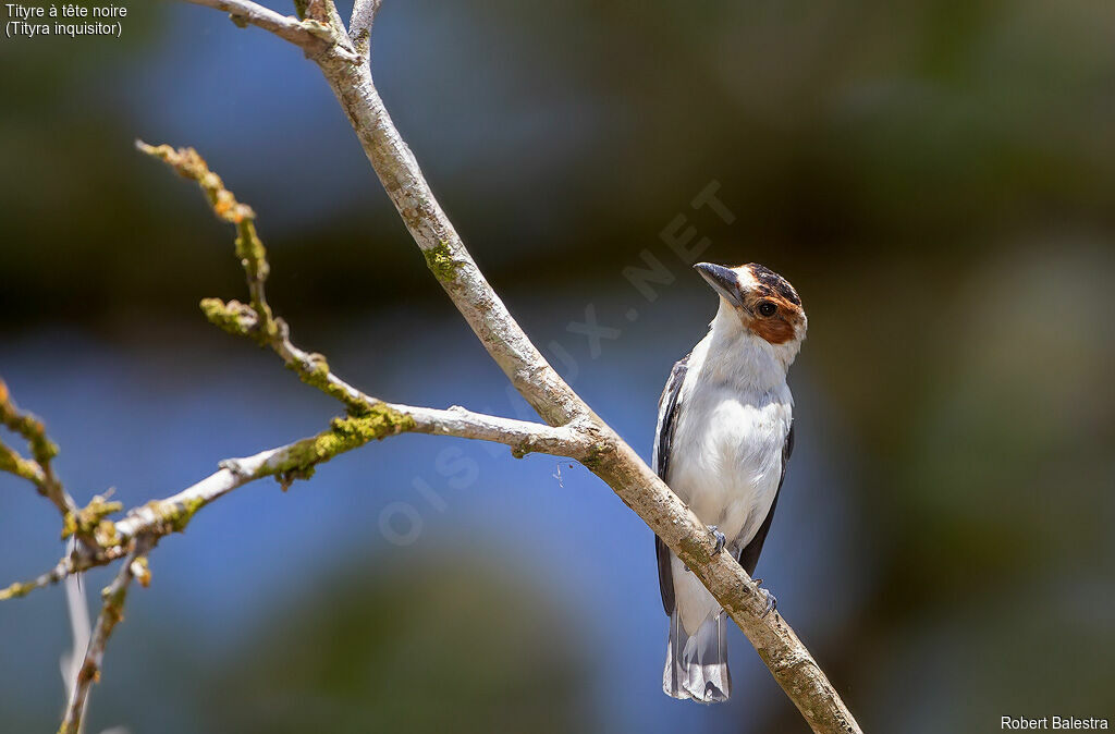 Black-crowned Tityra female