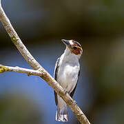 Black-crowned Tityra