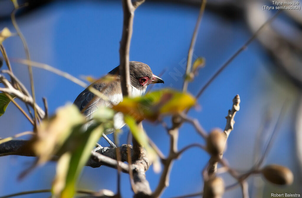 Masked Tityra