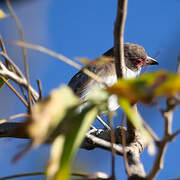 Masked Tityra