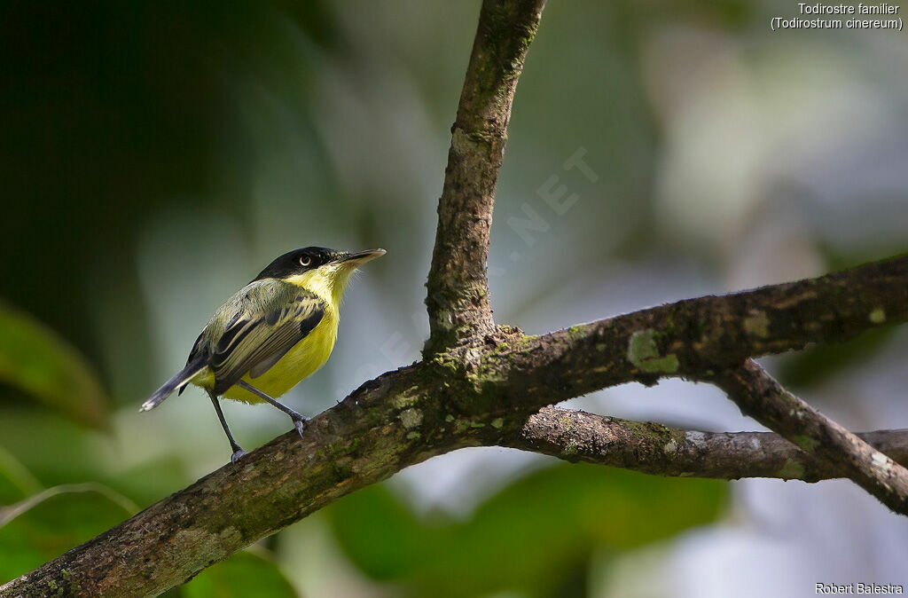 Common Tody-Flycatcher