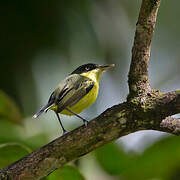 Common Tody-Flycatcher