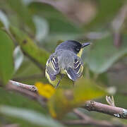 Common Tody-Flycatcher