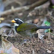 Orange-billed Sparrow