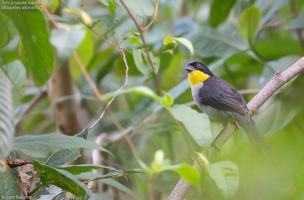 White-naped Brushfinch