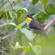 White-naped Brushfinch