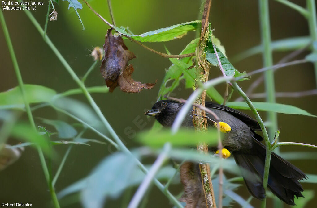 Yellow-thighed Brushfinch